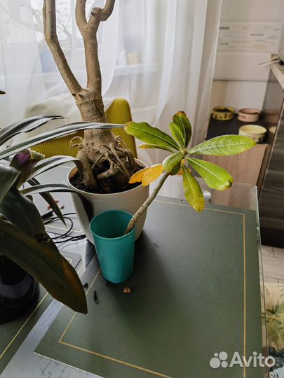 Цветы, здоровые, большие