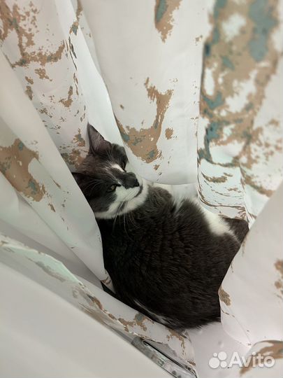 Котик в добрые руки