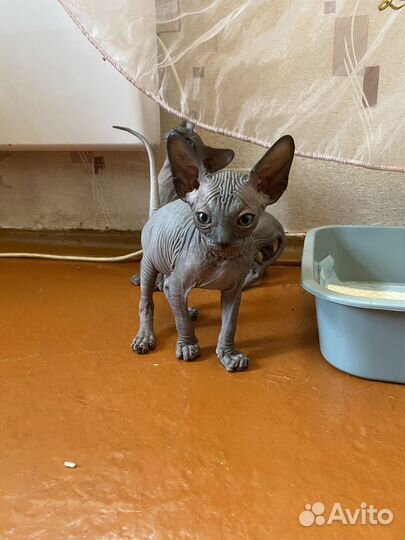 Канадский сфинкс