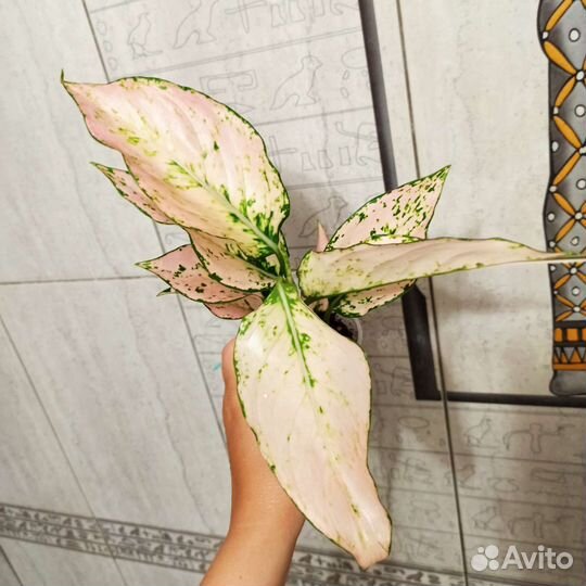 Аглаонемы 9 сортов