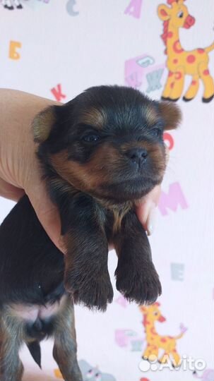 Йоркширский терьер щенки