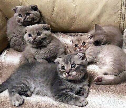 Шотландские котята