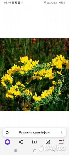 Ракитник жёлтый