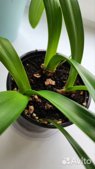 Луковицы Амариллиса (Гиппеаструма)