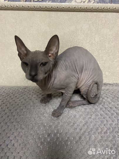 Донской сфинкс