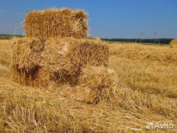 Солома в городе