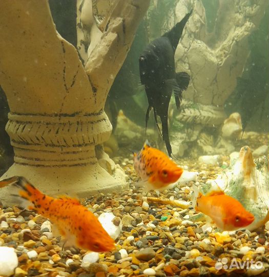 Аквариумные рыбки