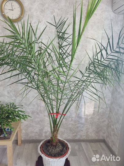 Финиковая пальма