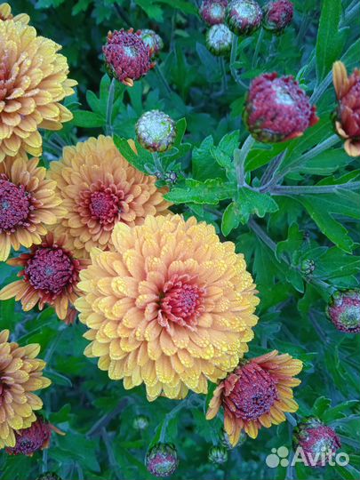 Хризантема шаровидная (мультифлора)