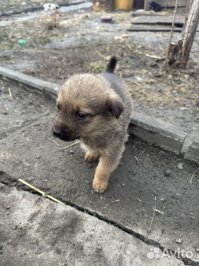 Собака в добрые руки отдам бесплатно щенки