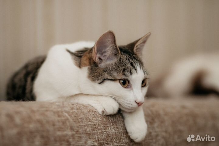 Кошечка Зося