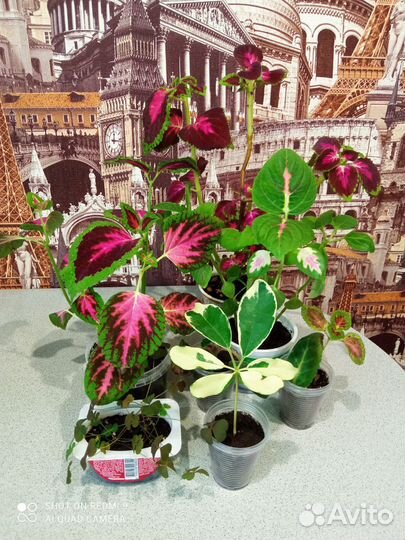 Комнатные растения цветы