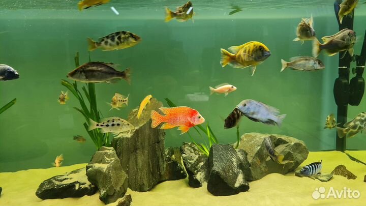 Малавийские цихлиды