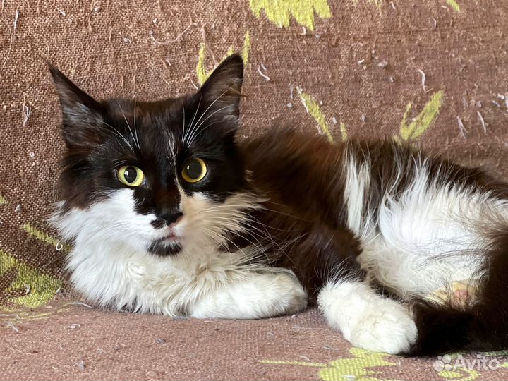 Молодой котик маркизного окраса в дар