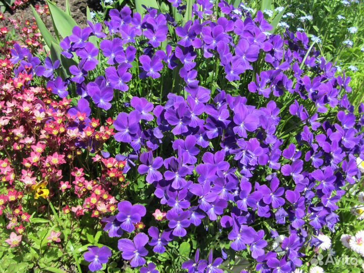 Саженцы садовых цветов