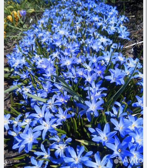 Подснежники, первоцветы, рябчики, ботанич.тюльпаны