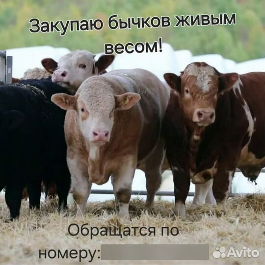 Бычки подсосные живым весом