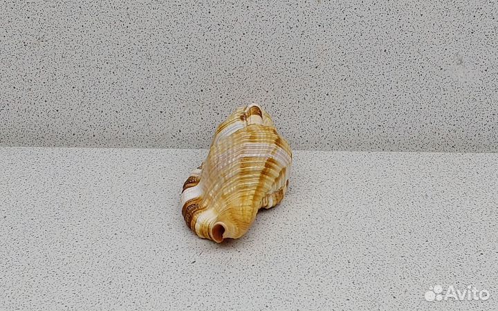 Циматиум Пилеар 8,2 морская ракушка раковина