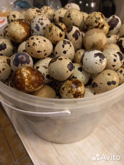 Перепела инкубационное яйцо,перепелята