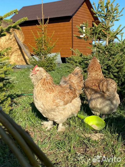 Инкубационное яйцо породистых кур