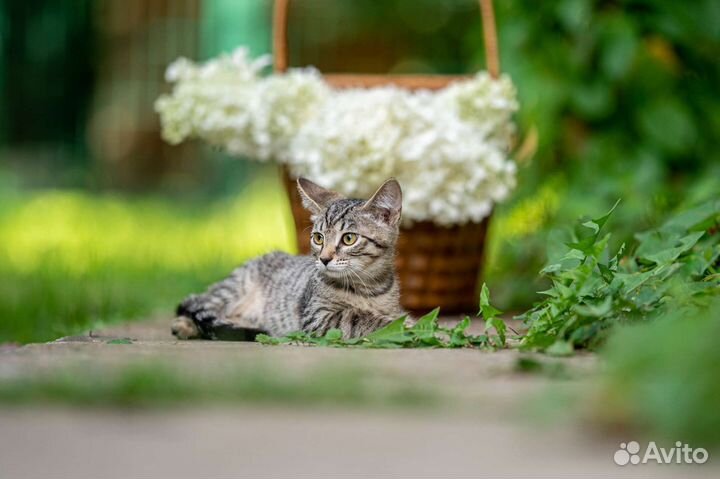 Котенок девочка в дар