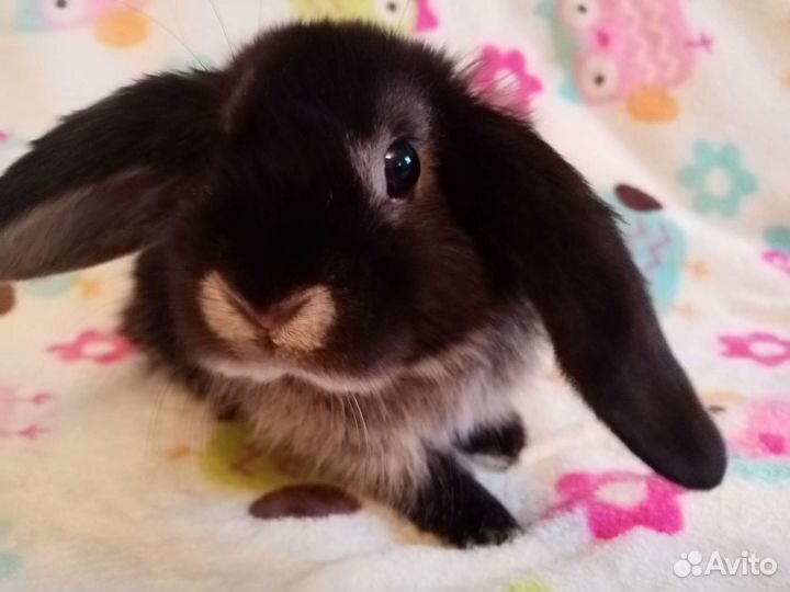 Вислоухий баран кролик девочка 3 мес