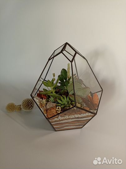 Флорариум с суккулентами в подарочной упаковке