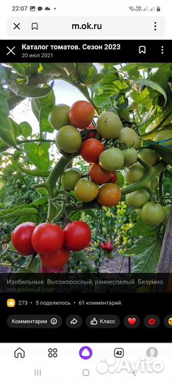 Продам рассаду сортовых томатов