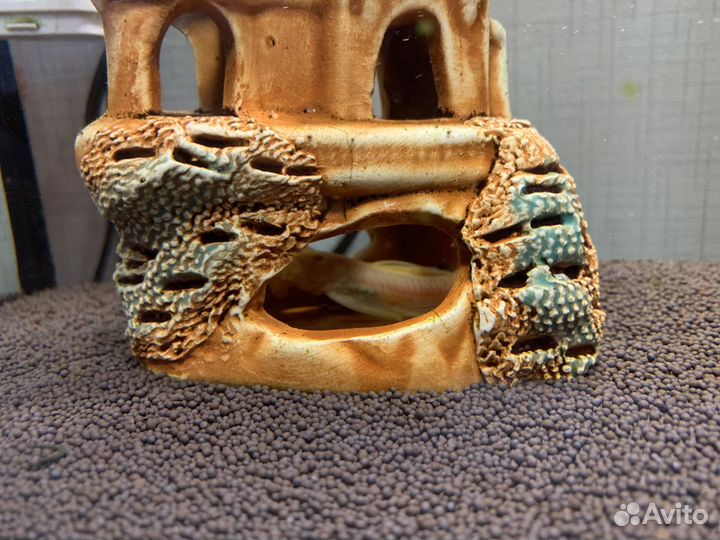 Аквариум с рыбками бесплатно