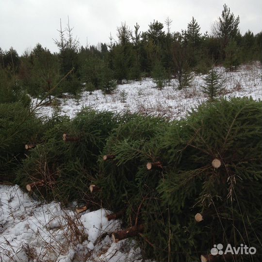 Сосна, живая елка