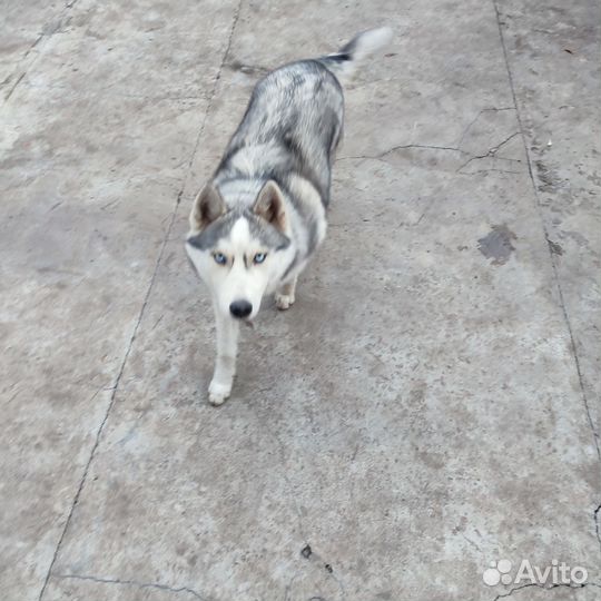 Сибирский хаски