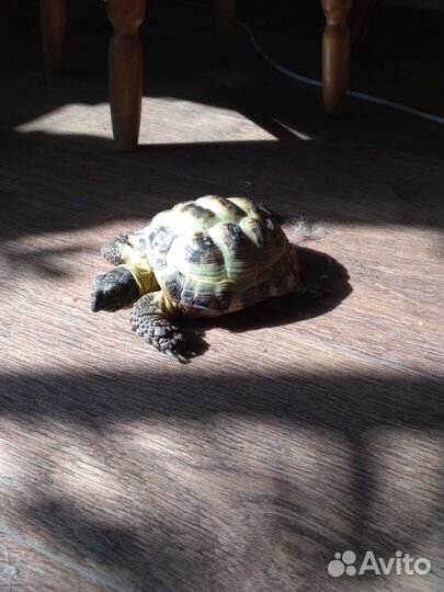 Сухопутная черепаха