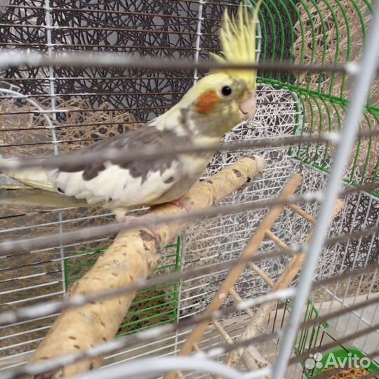 Попугай корелла с клеткой