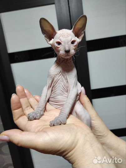 Донской сфинкс