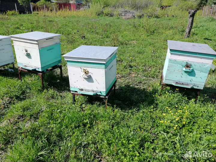 Продам пчелосемьи