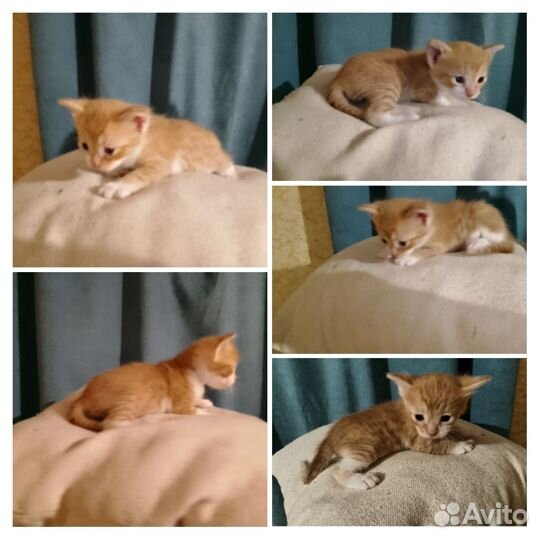 Котята в добрые руки