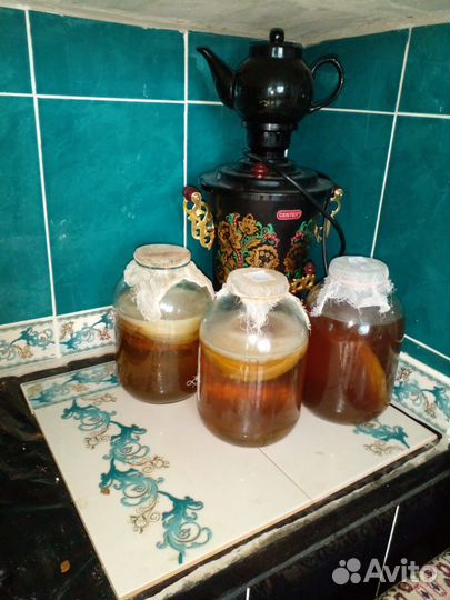 Продам комбучу,или в простонородье чайный гриб