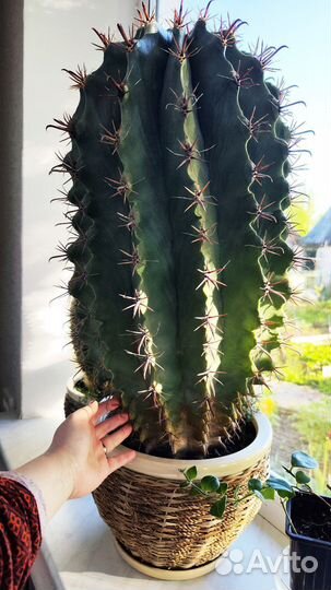 Кактус большой взрослый