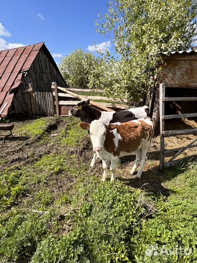 Телята бычки