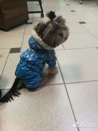 Дождевик для маленькой собаки