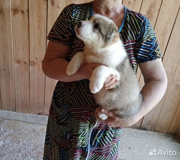 Щенки Алабая