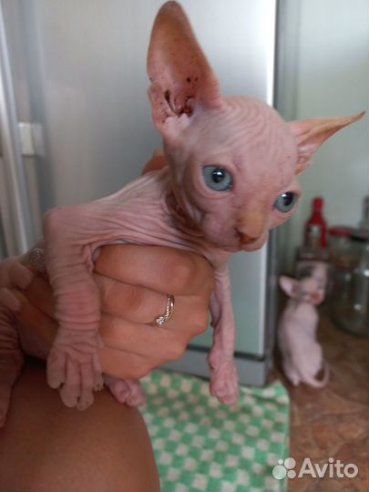 Донской сфинкс котята