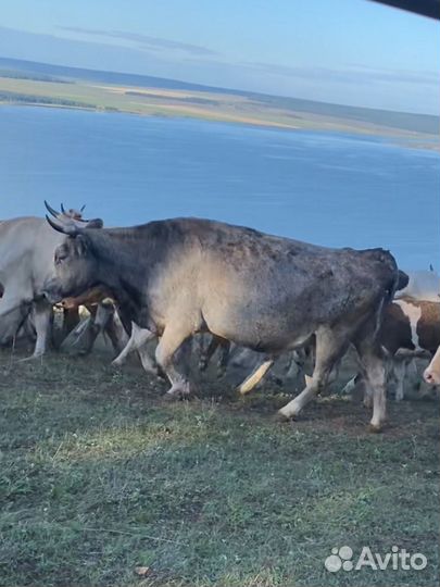 Продажа крс