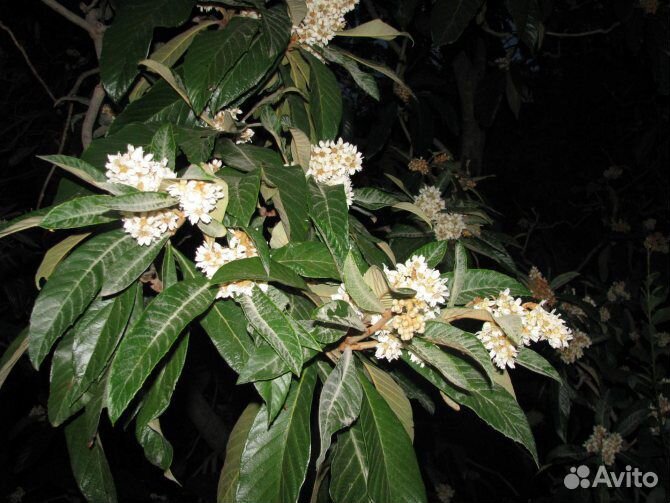 Мушмула японская, лонган, фейхоа, личи, авокадо