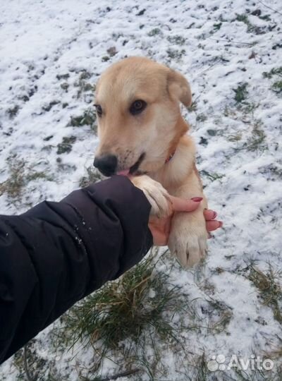 Собака в добрые ручки