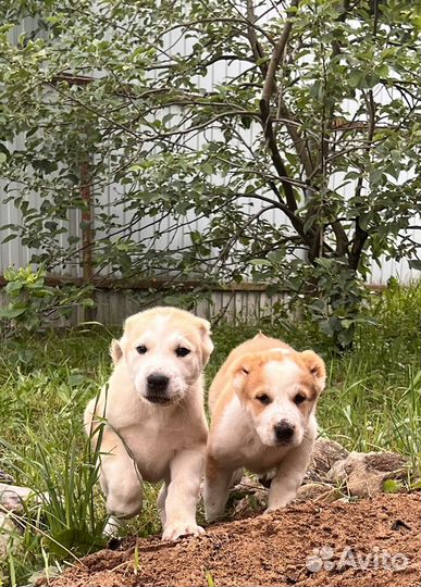 Щенки алабая