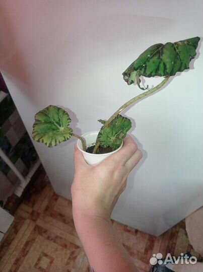 Отростки растений