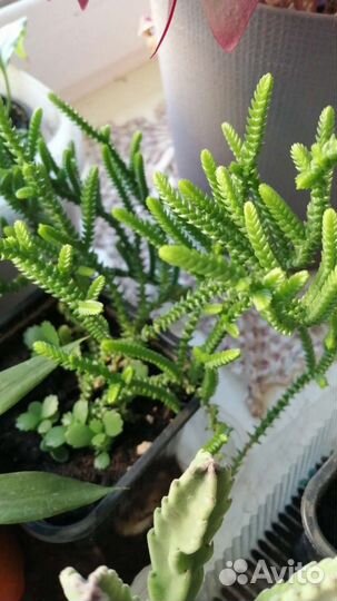 Комнатные растения и цветы