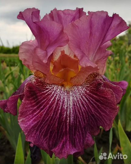 Ирисы высокие