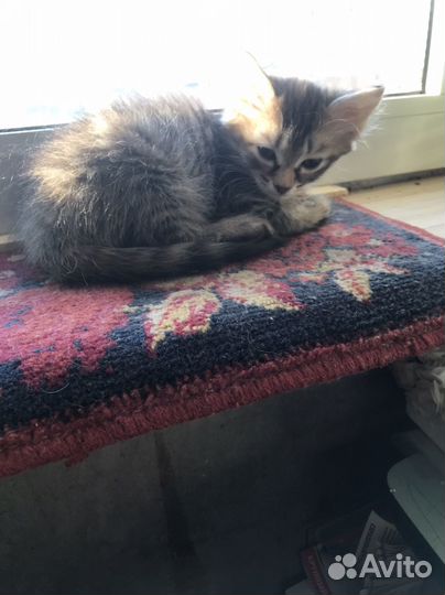 Котенок девочка